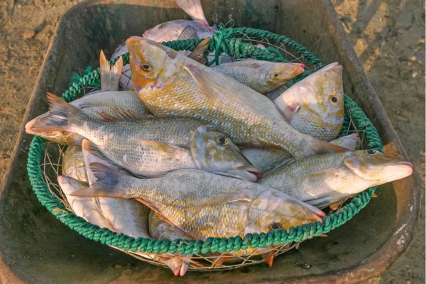 peces-Marché-Central-Casablanca